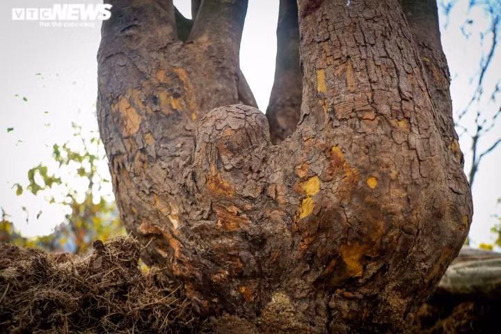 Cây mai có vỏ sần sùi, hình dáng độc lạ, đường kính 30cm, cao khoảng 4m. “Cây mai được tôi chăm sóc gần 10 năm, có thế cổ quái, 4 nhánh hướng lên trời. Đây là dòng mai Huế, hoa có 5 cánh, khi bung nở có màu vàng đẹp mắt, thu hút rất nhiều ong bướm. Hiện có nhiều người đã trả giá nhưng tôi chưa thấy phù hợp”, ông Công nói.