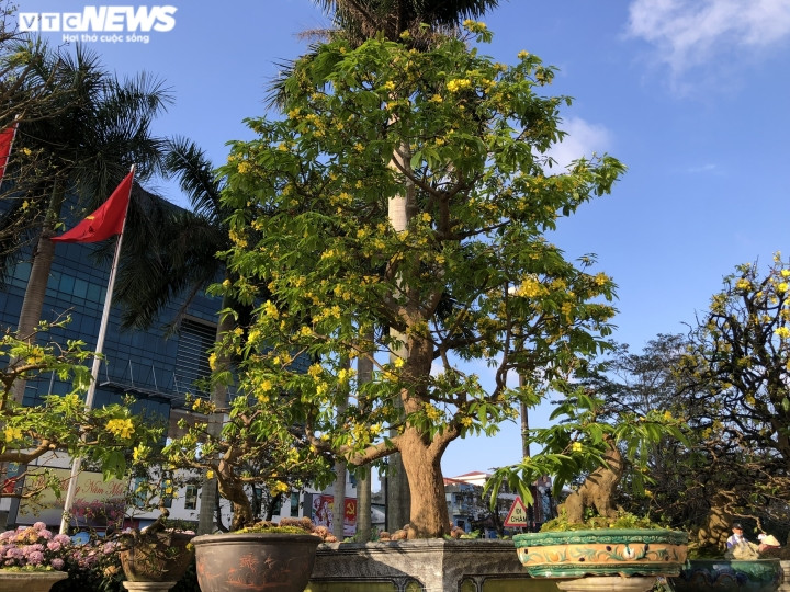 Anh Mạnh - một người bày bán hoa mai ở chợ hoa xuân TP Huế chia sẻ: “Giá mai năm nay tăng cao hơn so với năm ngoái. Những người có chuyên môn, sở thích cũng như nắm rõ về mai thì mới chi tiền để sở hữu những gốc mai có giá hàng trăm triệu đồng, thậm chí cả tỷ đồng.”