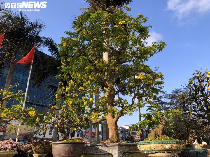 Anh Mạnh - một người bày bán hoa mai ở chợ hoa xuân TP Huế chia sẻ: “Giá mai năm nay tăng cao hơn so với năm ngoái. Những người có chuyên môn, sở thích cũng như nắm rõ về mai thì mới chi tiền để sở hữu những gốc mai có giá hàng trăm triệu đồng, thậm chí cả tỷ đồng.”