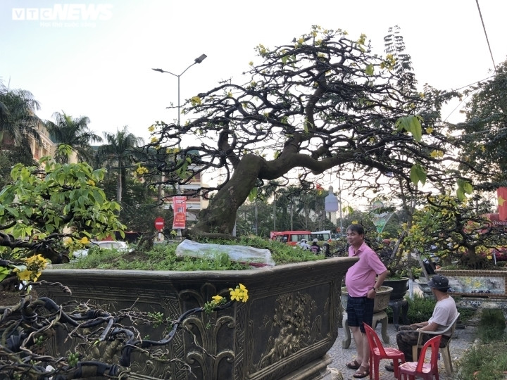 Tại chợ hoa Xuân TP Huế, cây hoàng mai 65 năm tuổi của anh Nguyễn Khoa Vui được người chơi trả giá 1,2 tỷ đồng nhưng anh vẫn chưa muốn bán. Dáng mai được cắt tỉa, định hình theo dáng “bay” độc lạ. Đây là cây mai già cỗi và có thế đẹp nhất trong các chậu mai anh chưng bán tại chợ hoa xuân năm nay. Sở hữu cây mai có dáng độc lạ cùng với tuổi đời lâu năm nên gian hàng mai nhà anh Vui được khá nhiều người ghé đến chiêm ngưỡng.