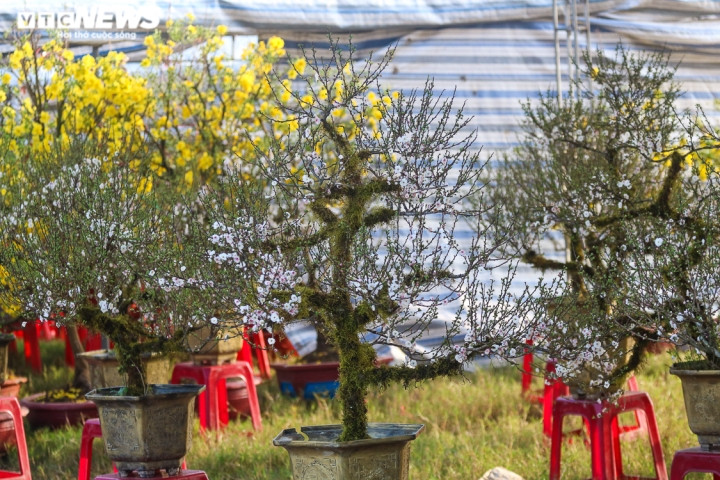 Năm nay, thị trường cây cảnh tại Hà Tĩnh cũng xuất hiện thêm loại cây cảnh mới đó là nhất chi mai (mai đá), tạo ấn tượng với nhiều người.