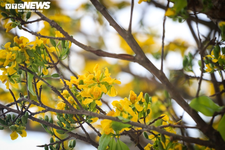 Hiện búp và lá non cũng đã bung nở. Những gốc mai này đang chờ chủ nhân xứng tầm rước về chưng Tết. Giá cây hoàng mai Huế được rao bán từ 100 triệu đến 300 triệu đồng.