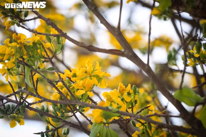 Hiện búp và lá non cũng đã bung nở. Những gốc mai này đang chờ chủ nhân xứng tầm rước về chưng Tết. Giá cây hoàng mai Huế được rao bán từ 100 triệu đến 300 triệu đồng.