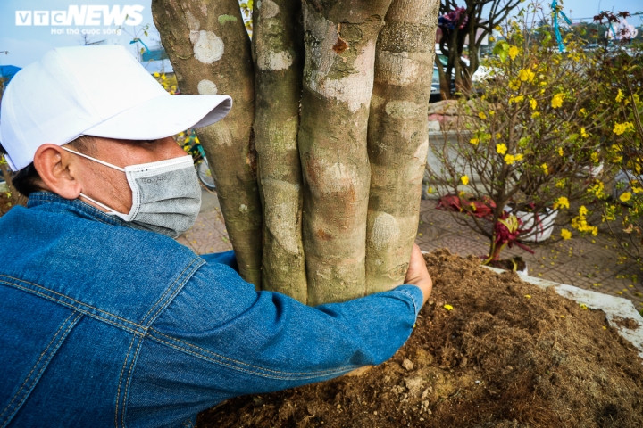 Gần chậu mai trên là cây mai có thế trực, đế Rồng, hình quái thú với "tay, chân" vươn ra, được ông Công chào bán giá 130 triệu đồng. Cây mai này có tuổi đời gần 40 năm. Những ngày sát Tết, hoa vẫn nở rất đều, đẹp. Theo những người chơi cây cảnh lâu năm thì cây mai này có thể bung nở đến tận rằm tháng Giêng.