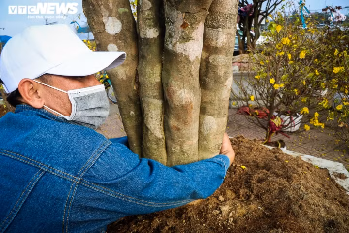 Gần chậu mai trên là cây mai có thế trực, đế Rồng, hình quái thú với "tay, chân" vươn ra, được ông Công chào bán giá 130 triệu đồng. Cây mai này có tuổi đời gần 40 năm. Những ngày sát Tết, hoa vẫn nở rất đều, đẹp. Theo những người chơi cây cảnh lâu năm thì cây mai này có thể bung nở đến tận rằm tháng Giêng.