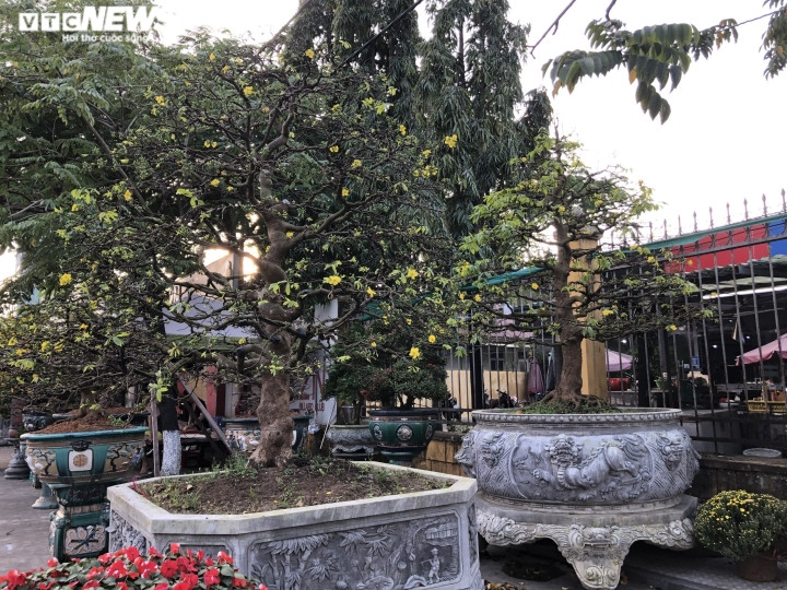 Những mẫu mai được trưng bán tại chợ hoa xuân TP Huế năm nay khá đa dạng về mẫu mã và giá cả.