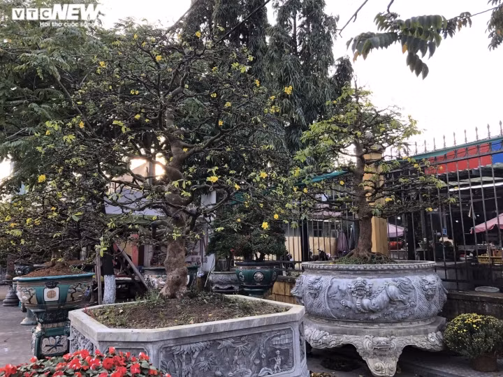 Những mẫu mai được trưng bán tại chợ hoa xuân TP Huế năm nay khá đa dạng về mẫu mã và giá cả.