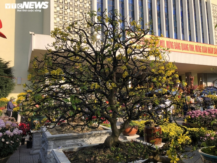 “Chăm sóc và tạo hình cho mai là một quá trình nhọc công và tốn thời gian. Để có một gốc mai đẹp phải trải qua quá trình chăm sóc, phân tro, dưỡng cành, uốn tạo hình, … Đặc biệt người trồng mai phải cần kinh nghiệm và sự tỉ mỉ để có thể phát hiện bệnh ở mai, bởi vì chỉ cần một cành nhỏ bị bệnh hoặc gãy có thể làm mất giá trị của cả một gốc mai”, anh Mạnh nói và thông tin thêm, cây mai trong ảnh được tạo dáng như một bức bình phong, được người chơi định giá 350 triệu đồng.