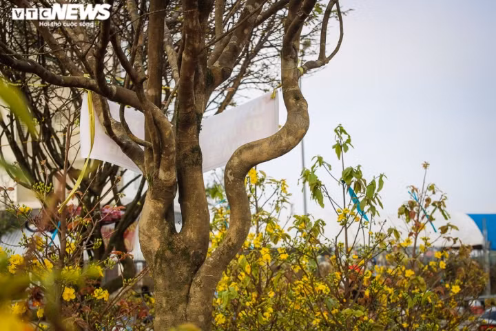 Ông Bùi Tiến (một người có tiếng trong giới cây cảnh ở Hà Tĩnh) cho rằng đây là dòng mai tiến vua, ngự vườn thượng uyển rất hiếm gặp, chỉ duy nhất dòng mai này hoa có mùi thơm, 5 cánh đối xứng theo phong thủy là Sinh. Quý nhất ở cụ mai này là vanh gốc hơn 70cm, tay cành lắc cổ quái, tán (toà) tròn...