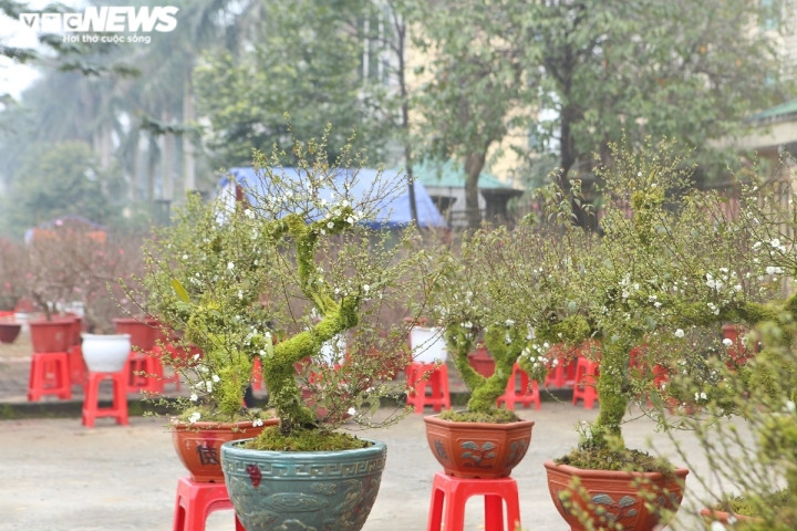 Nhất chi mai mang vẻ lạ mắt khi toàn thân phủ một lớp rong rêu. Hoa của nhất chi mai rất nhiều và dày, khi nở hoa có màu hồng đẹp mắt. Hiện tại giá bán của mỗi gốc nhất chi mai dao động từ 4 triệu đến 30 triệu đồng.