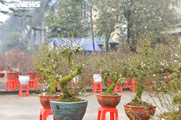 Nhất chi mai mang vẻ lạ mắt khi toàn thân phủ một lớp rong rêu. Hoa của nhất chi mai rất nhiều và dày, khi nở hoa có màu hồng đẹp mắt. Hiện tại giá bán của mỗi gốc nhất chi mai dao động từ 4 triệu đến 30 triệu đồng.