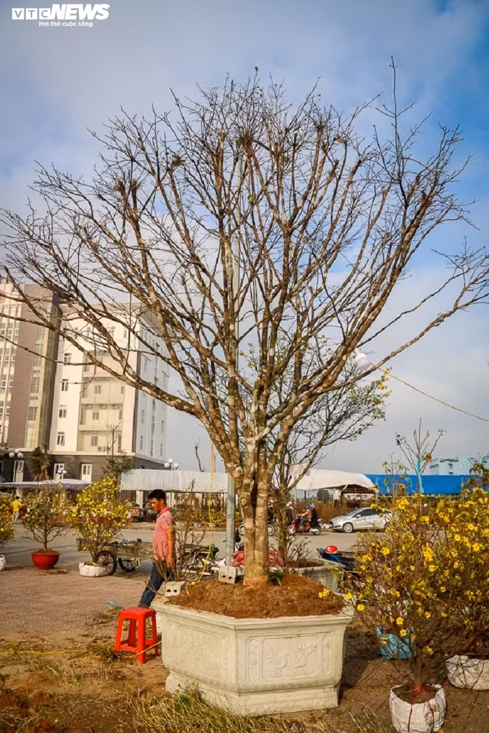 Năm nay chủ vườn Bùi Xuân Công (xã Kỳ Xuân, huyện Kỳ Anh, Hà Tĩnh) mang 15 gốc mai có tuổi đời từ 20 đến gần 100 tuổi, bày bán tại công viên Trần Phú (TP Hà Tĩnh). Gốc cây có giá trị cao nhất của ông Công là cây mai Huế hơn 70 tuổi, được chào bán với giá 300 triệu đồng.
