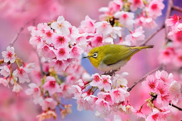 Nha co bo 3 con giap nay phuc loc khong bao gio voi-Hinh-2