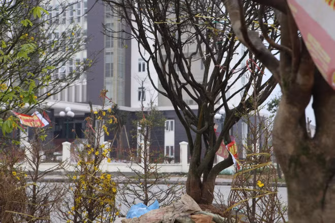 Còn gốc mai này có hình quái thú, phần đế có 7 nhánh lớn, đường kính tán rộng trên 6m, cao 5,6m, vanh gốc 80 phân. Hoa nhiều, một số bông đã nở, gốc này được gia chủ rao bán với giá 70 triệu đồng.