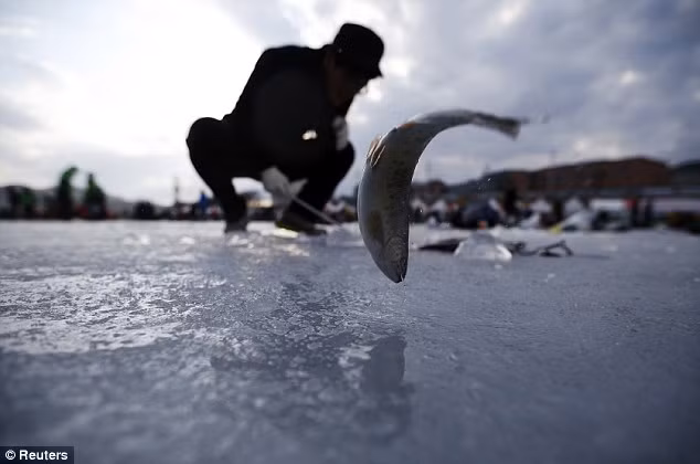 Cá bắt lên từ dòng sông còn tươi nguyên được có thể ăn sống ngay hoặc có thể nấu tại chỗ để thưởng thức.