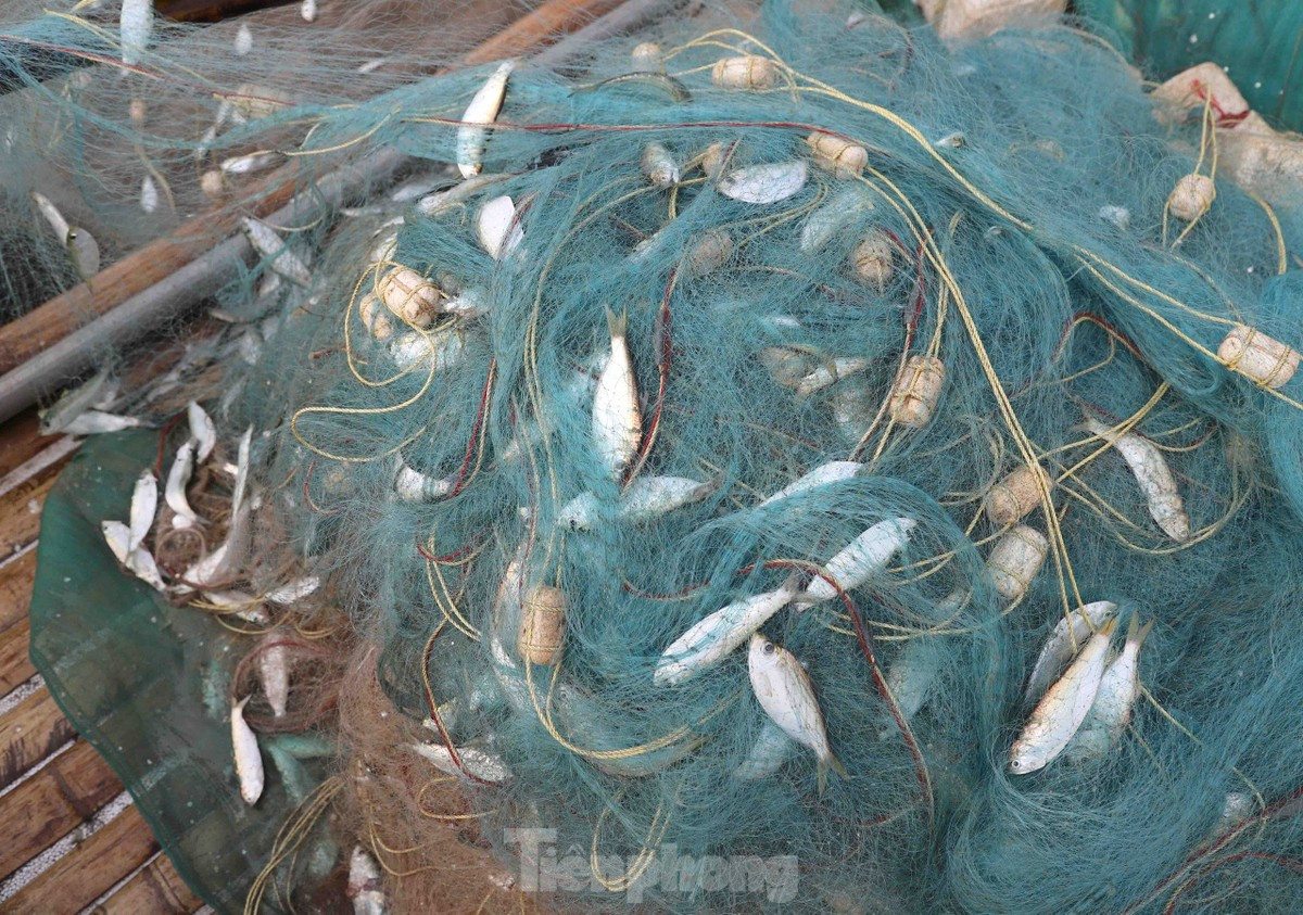 Lưới dùng để đánh bắt cá trích là loại lưới mắt nhỏ, có chiều cao 8 - 10m, dài hơn 1.000m. Cá trích di chuyển theo lạch nước từng đàn và xuất hiện dày đặc ở vùng biểngần bờ.