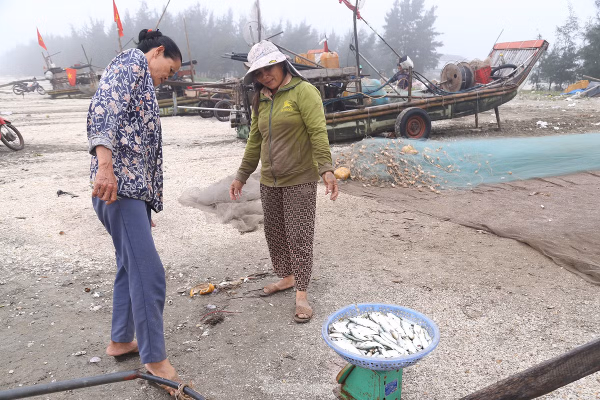 Cá trích được rửa sạch, thương lái thu mua ngay tại bãi biển.
