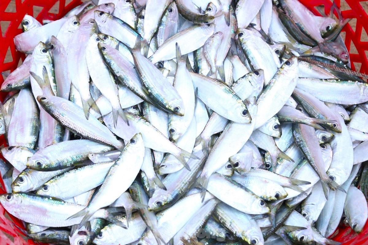 Cá trích được đánh bắt trong đêm nênrất tươi.