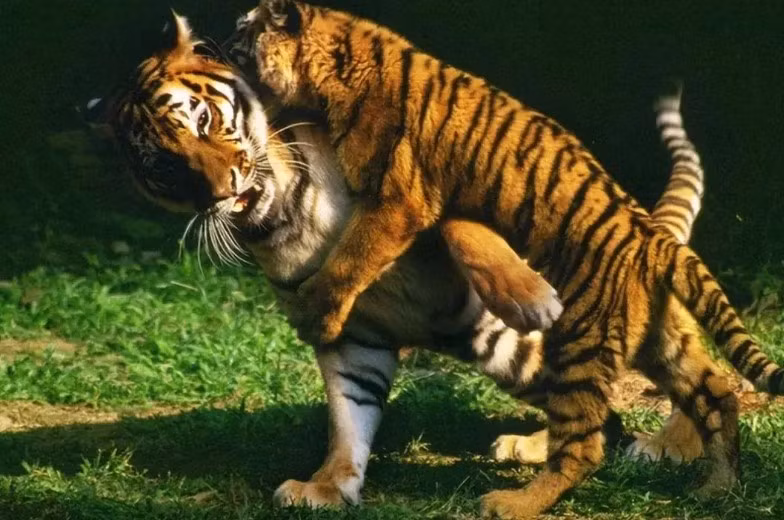 Hé lộ bí ẩn tại sao hổ không chết đói khi về già? He lo bi an tai sao ho khong chet doi khi ve gia?