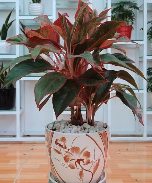 Dat 1 trong 6 cay len ban tho Tet de ca nam may man-Hinh-2