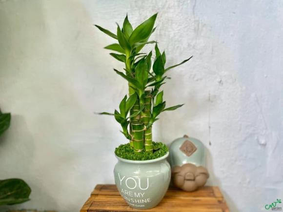 Dat 1 trong 6 cay len ban tho Tet de ca nam may man-Hinh-3