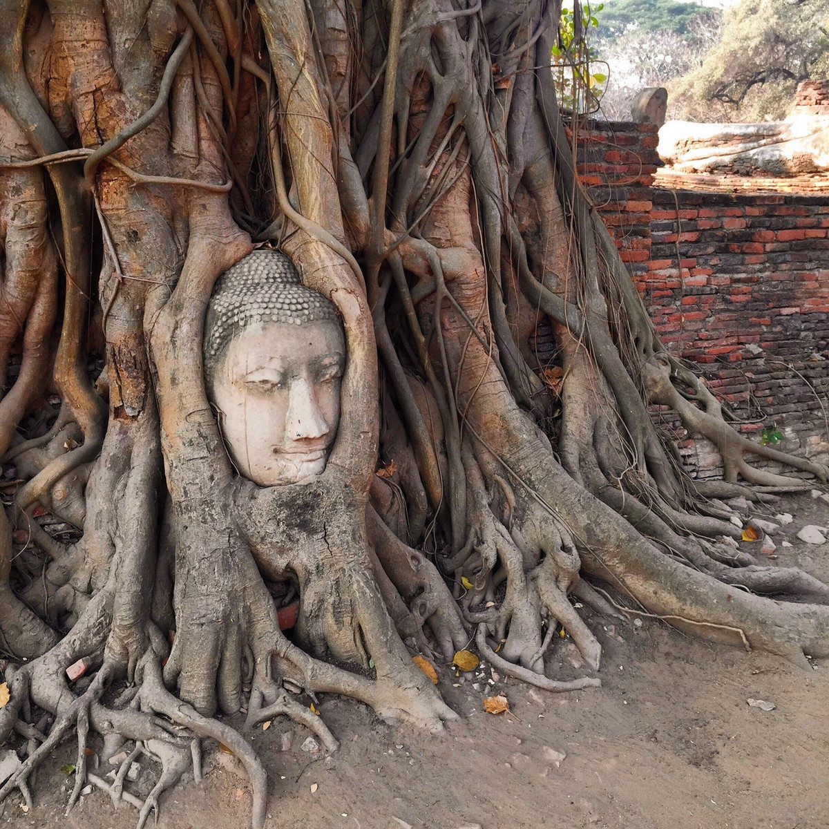 Đầu tượng cùng với những chiếc rễ cây xù xì bao trùm phía ngoài như làm nổi bật nhãn quan của Phật giáo về sự vô thường của sự vật. Ảnh: Expedia.