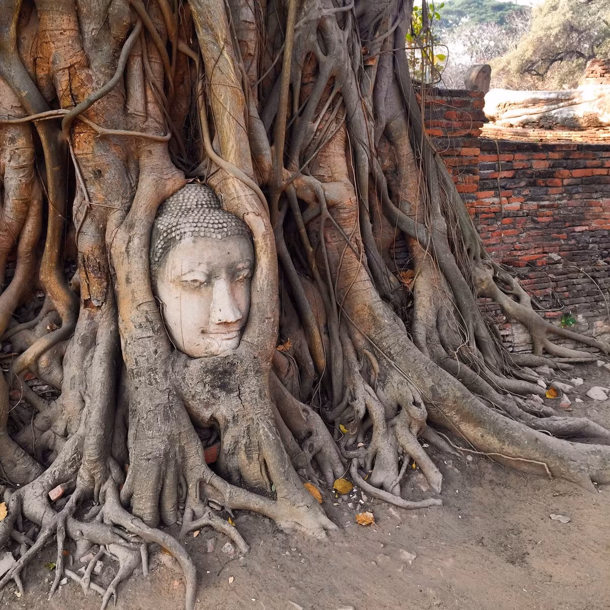 Đầu tượng cùng với những chiếc rễ cây xù xì bao trùm phía ngoài như làm nổi bật nhãn quan của Phật giáo về sự vô thường của sự vật. Ảnh: Expedia.