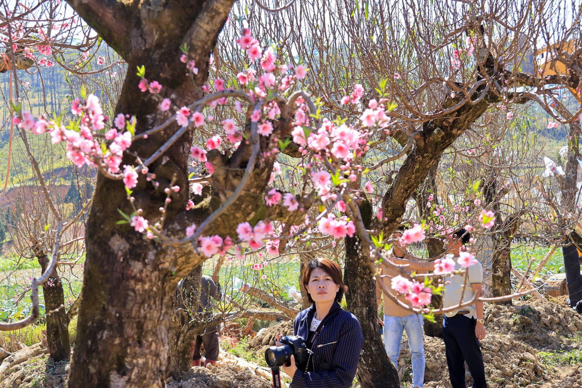 Chiem nguong dao co Tay Bac dep me man giua cao nguyen Langbiang-Hinh-3