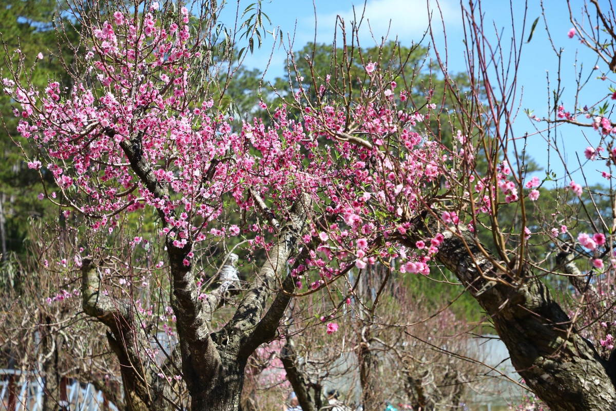 Chiem nguong dao co Tay Bac dep me man giua cao nguyen Langbiang-Hinh-2