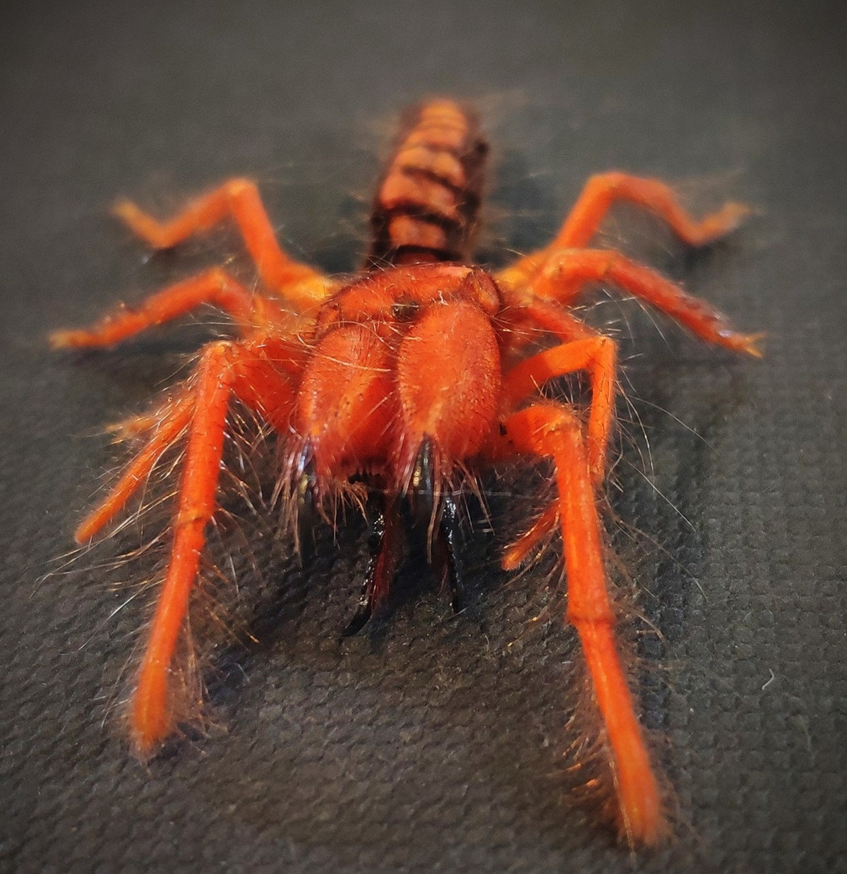 Theo trang Sinh vật rừng Việt Nam, ở Việt Nam chỉ có một loài nhện lạc đà duy nhất được biết đến là loài Dinorhax rostrumpsittaci, được một nhà khoa học Pháp ghi nhận vào cuối thế kỷ 19 ở cả Indonesia và Việt Nam từ mẫu con đực, nhưng cũng có nghi ngờ rằng loài này chỉ thực sự phân bố ở Việt Nam. Ảnh: Etsy.