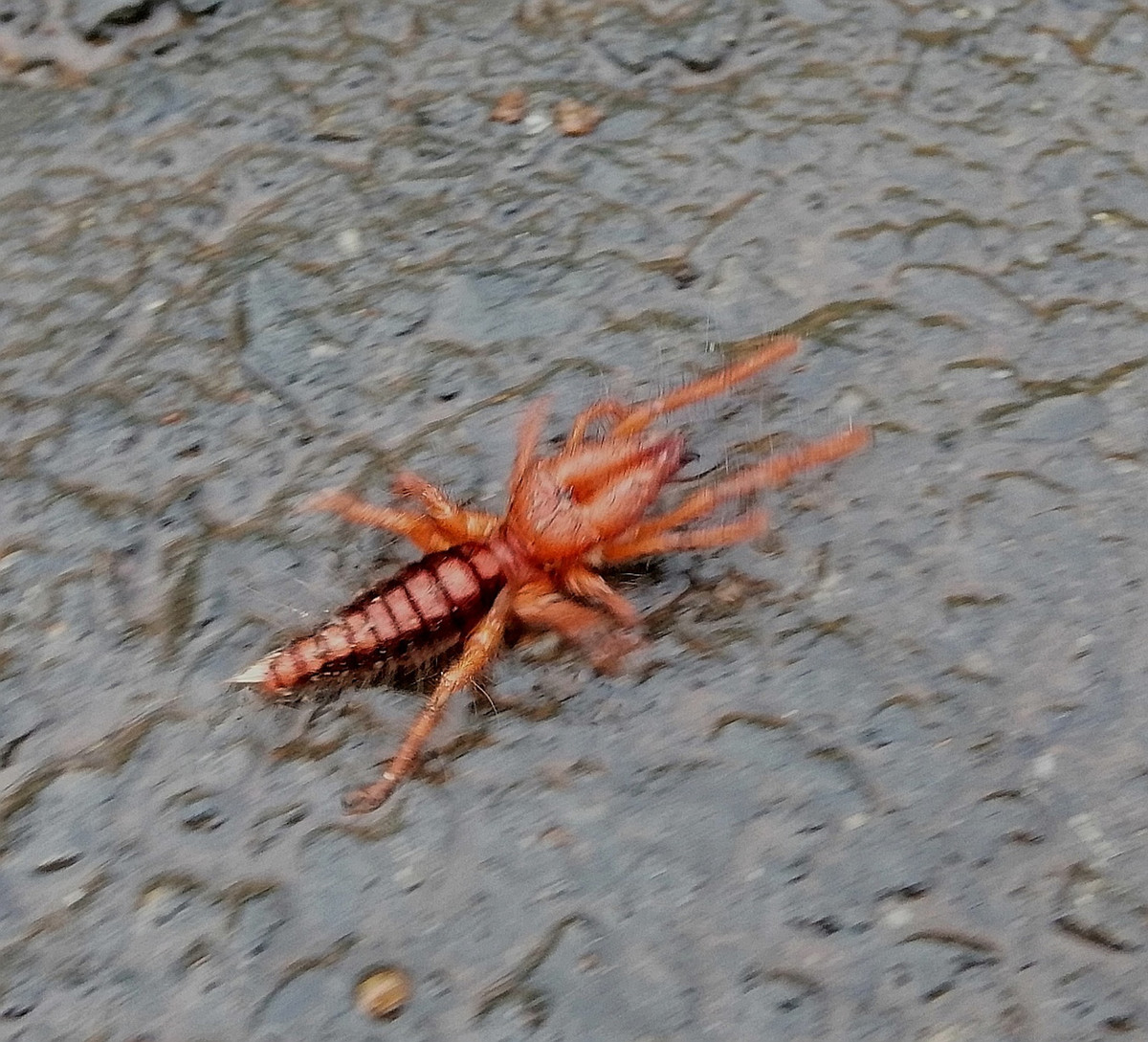 Hiện chưa rõ về sinh cảnh sống, tập tính, sinh sản... Các dữ liệu trên gợi ý rằng chúng có thể sinh sống trong hang dưới đất, nên khi trời mưa, tổ bị ngập nước chúng bò ra ngoài. Ảnh: iNaturalist.