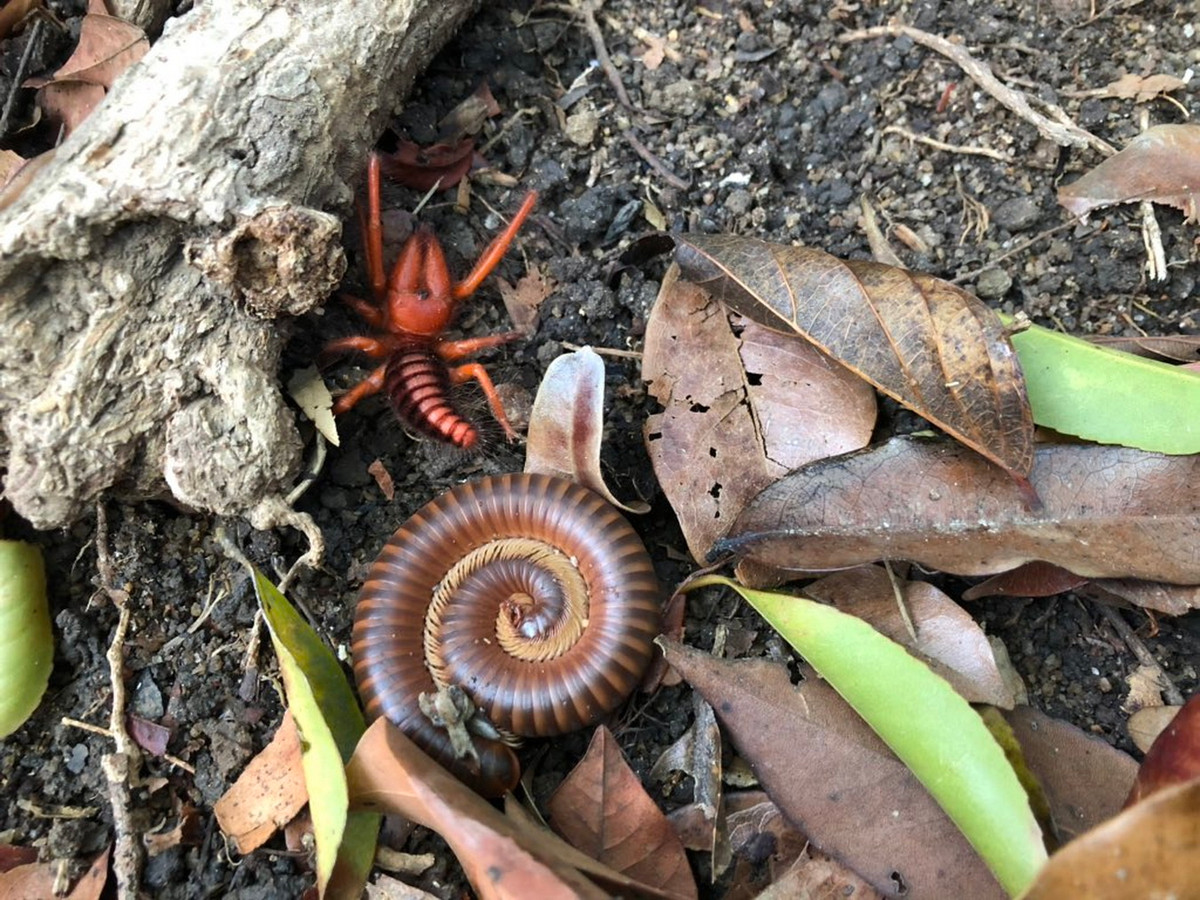 Về mặt sinh thái, nhện Dinorhax rostrumpsittaci được phát hiện ở cả khu vực rừng trồng, rừng tự nhiên, khu vực trồng cây công nghiệp như, vườn tiêu, thậm chí bò vào nhà khi trời mưa lớn. Nhìn chung, chúng thường xuất hiện nhiều sau các trận mưa lớn đầu mùa. Ảnh: Sasagani_ya / X.