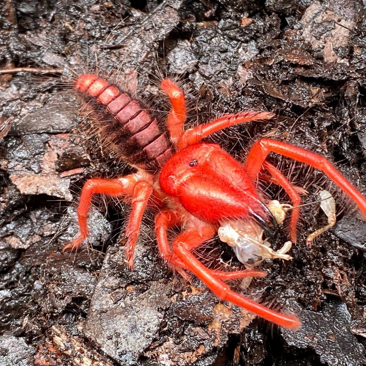 Đến năm 2018, nhóm nhà nghiên cứu từ Nhật Bản, Anh và Việt Nam đã xác nhận loài này phân bố tại một số vùng của Việt Nam và lần đầu tiên mô tả con cái bằng sử dụng cả hình thái học và sinh học phân tử. Ảnh: mattyacola / Instagram.