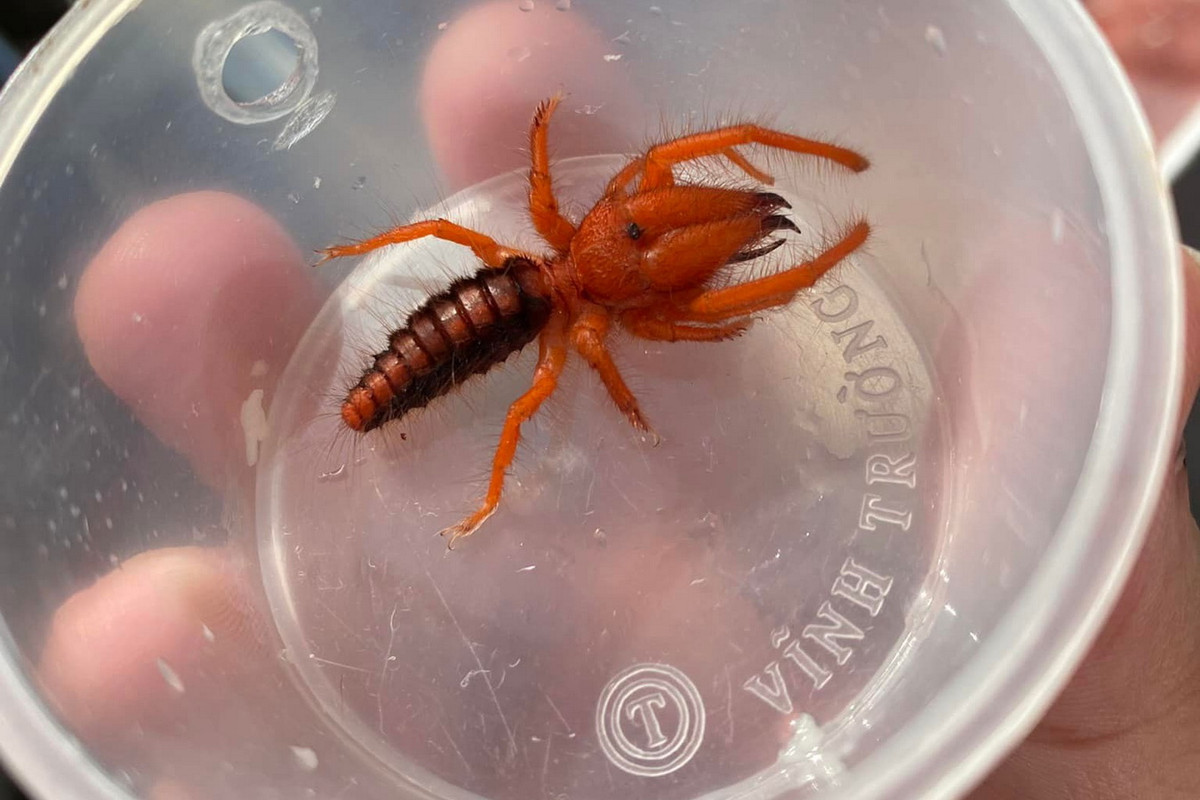 Có màu đỏ nổi bật, nhện Dinorhax rostrumpsittaci được ghi nhận tại rất nhiều khu vực của Việt Nam, như: Khánh Hòa, Lâm Đồng (đã trực tiếp thu mẫu tại Di Linh, Lâm Đồng), Đồng Nai (đã thu mẫu tại Long Khánh, Đồng Nai), Bà Rịa – Vũng Tàu, Tây Ninh, Bình Phước, TP HCM. Ảnh: Lopburi Exotic.