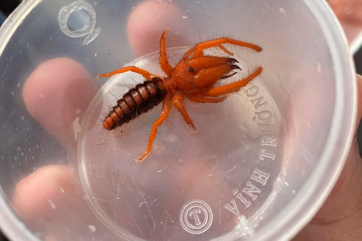 Có màu đỏ nổi bật, nhện Dinorhax rostrumpsittaci được ghi nhận tại rất nhiều khu vực của Việt Nam, như: Khánh Hòa, Lâm Đồng (đã trực tiếp thu mẫu tại Di Linh, Lâm Đồng), Đồng Nai (đã thu mẫu tại Long Khánh, Đồng Nai), Bà Rịa – Vũng Tàu, Tây Ninh, Bình Phước, TP HCM. Ảnh: Lopburi Exotic.