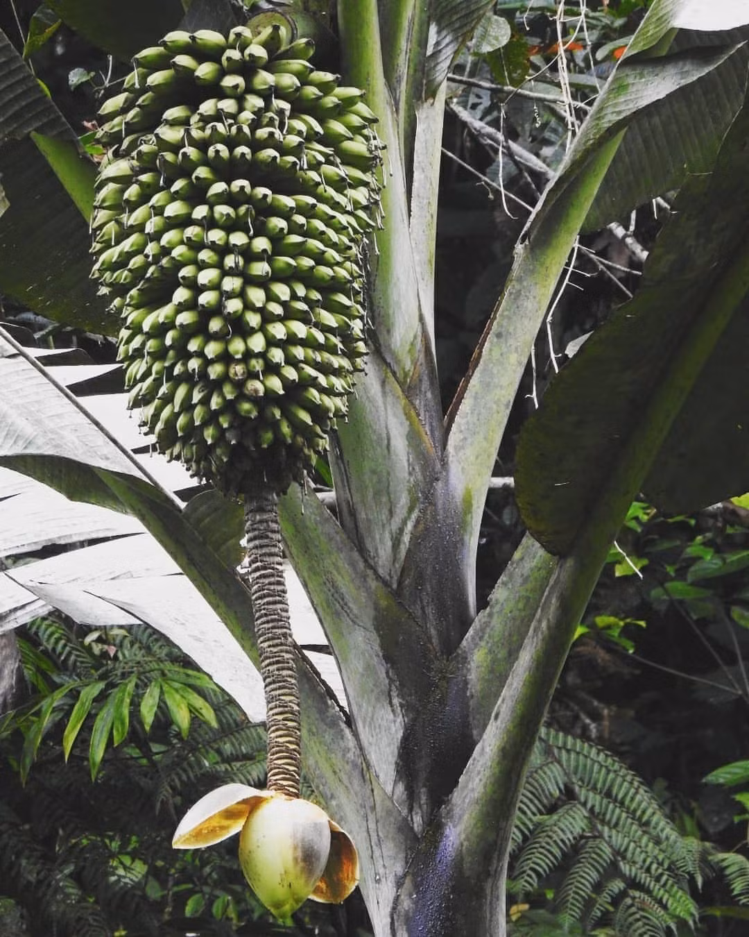 Cụm hoa của chuối cao nguyên khổng lồ có thể dài tới 15 mét, một lần nữa là số đo dài nhất so với bất kỳ loài thực vật nào. Ảnh: Encyclopedia of Life.