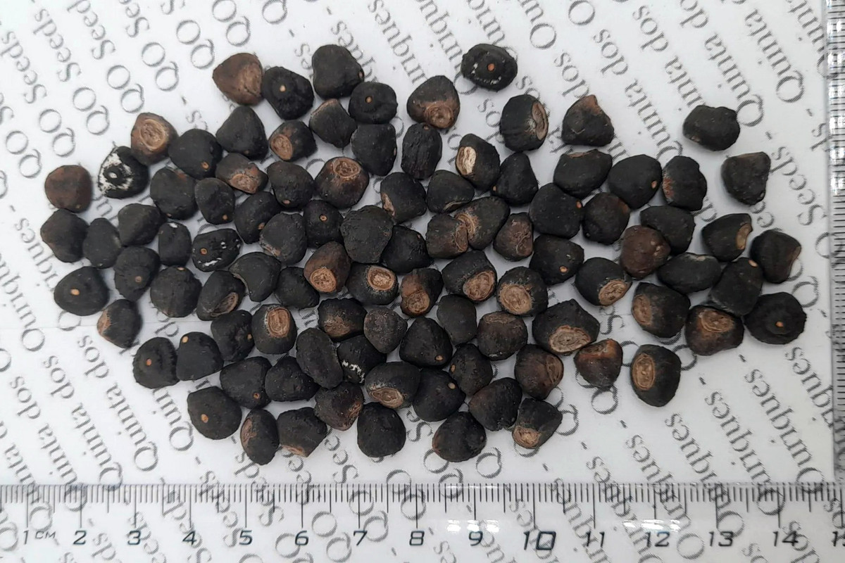 Ngày nay hạt của loài chuối đặc biệt này được bán trên nhiều trang mạng, nhưng rất ít người ươm trồng thành công vì chúng đòi hỏi môi trường giống với vùng phân bố tự nhiên (núi cao cận xích đạo) để phát triển. Ảnh: Ouriques Farm.