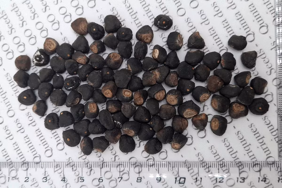 Ngày nay hạt của loài chuối đặc biệt này được bán trên nhiều trang mạng, nhưng rất ít người ươm trồng thành công vì chúng đòi hỏi môi trường giống với vùng phân bố tự nhiên (núi cao cận xích đạo) để phát triển. Ảnh: Ouriques Farm.