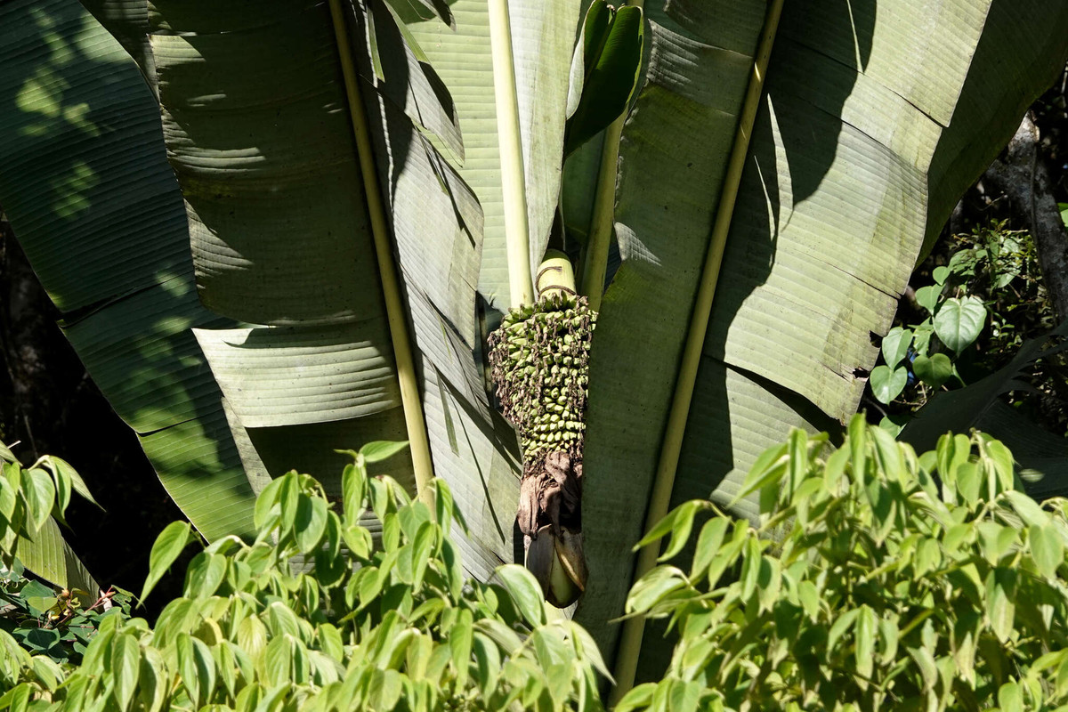 Mỗi chiếc lá (không tính phần bẹ) của loài cây này có thể đạt chiều dài 5 m và chiều rộng 1 m. Bẹ lá dài 10-15 mét, dài nhất trong số tất cả các loài thực vật đã được biết đến. Ảnh: Encyclopedia of Life.