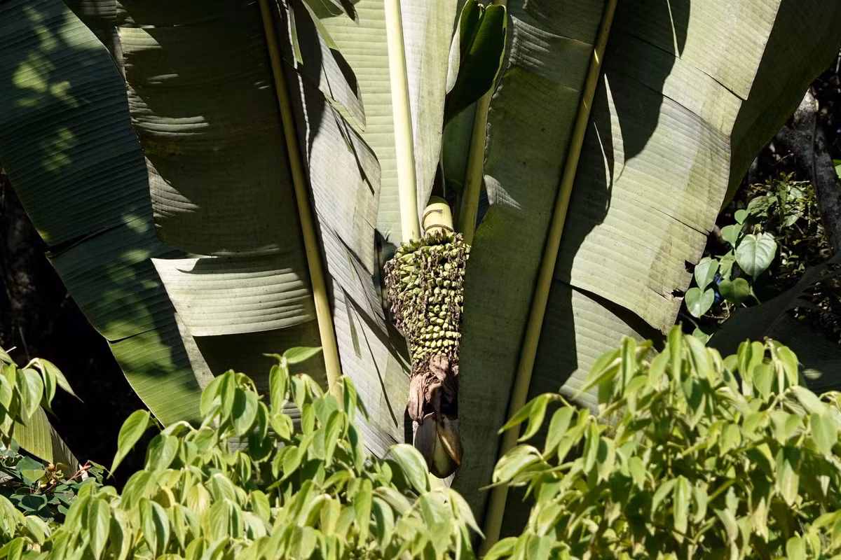 Mỗi chiếc lá (không tính phần bẹ) của loài cây này có thể đạt chiều dài 5 m và chiều rộng 1 m. Bẹ lá dài 10-15 mét, dài nhất trong số tất cả các loài thực vật đã được biết đến. Ảnh: Encyclopedia of Life.