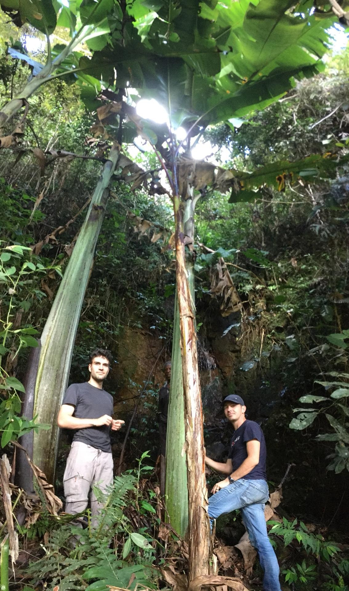 Dù là loài thực vật thân thảo lớn nhất trên Trái đất, chuối cao nguyên khổng lồ hoàn toàn không được khoa học biết đến trước năm 1954, do chúng có phạm vi phân bố hẹp và mọc nơi hẻo lánh. Ảnh: Meise Botanic Garden Science.