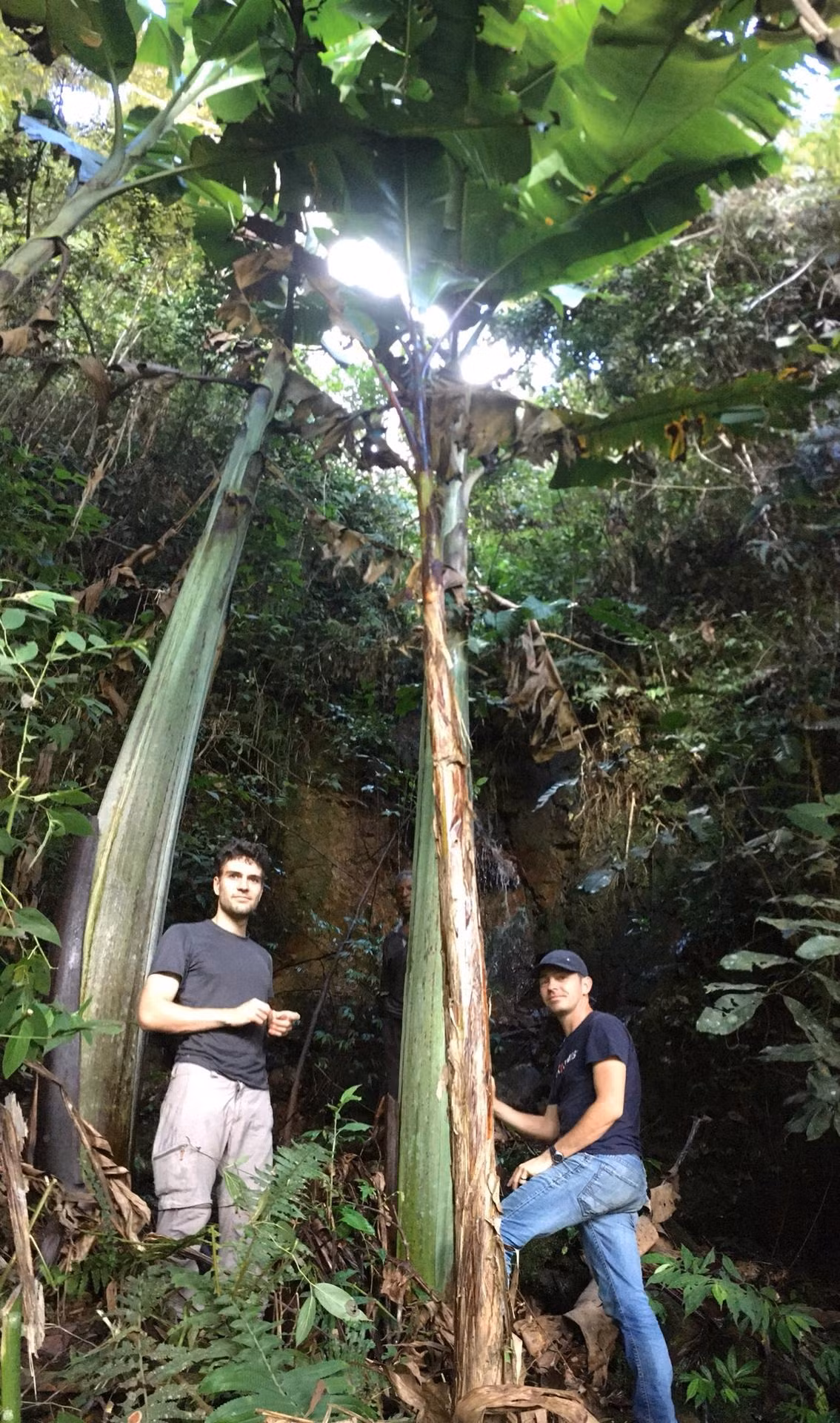 Dù là loài thực vật thân thảo lớn nhất trên Trái đất, chuối cao nguyên khổng lồ hoàn toàn không được khoa học biết đến trước năm 1954, do chúng có phạm vi phân bố hẹp và mọc nơi hẻo lánh. Ảnh: Meise Botanic Garden Science.