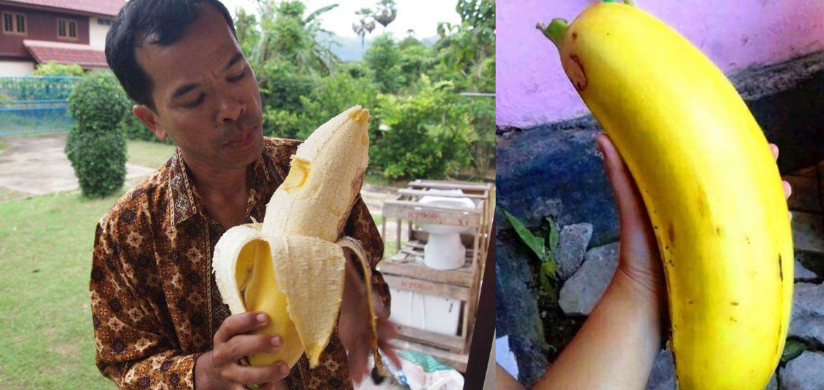 Trái của chúng có thể dài đến 40 cm, nặng 1,5-2 kg mỗi quả. Bên trong quả chứa nhiều hạt màu đen, thịt quả màu vàng, có vị ngọt và thơm ngon. Ảnh: MetaEfficient.