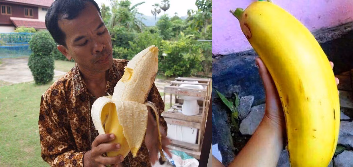 Trái của chúng có thể dài đến 40 cm, nặng 1,5-2 kg mỗi quả. Bên trong quả chứa nhiều hạt màu đen, thịt quả màu vàng, có vị ngọt và thơm ngon. Ảnh: MetaEfficient.