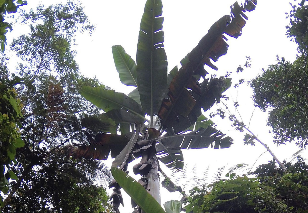 Chỉ mọc trong các khu rừng trên núi cao ở tỉnh Tây Papua của Indonesia, chuối cao nguyên khổng lồ (Musa ingens) là loài thực vật lớn nhất trong họ Chuối (Musaceae). Ảnh: MetaEfficient.