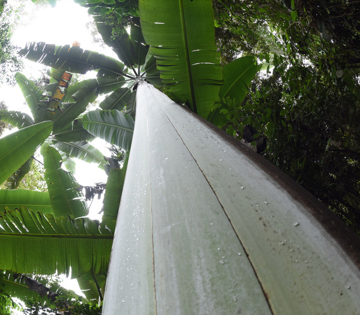 Không chỉ ăn quả, người dân địa phương còn sử dụng thân chuối làm rượu và làm vải, trong khi những chiếc lá khổng lồ được dùng làm mái che, chiếu ngồi và chiếu trải thức ăn. Ảnh: Trade Winds Fruit.