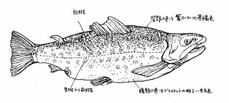 Năm 1982, một nhóm các nhà leo núi đã quan sát một con cá khổng lồ dưới độ sâu 2 mét một cách rõ ràng. Vào năm 1985, thiết bị dò tìm bằng sóng âm của một nhóm khoa học một lần nữa khẳng định sự tồn tại của loài cá này. Tuy vậy, chưa có mẫu vật thực tế nào được ghi nhận.
