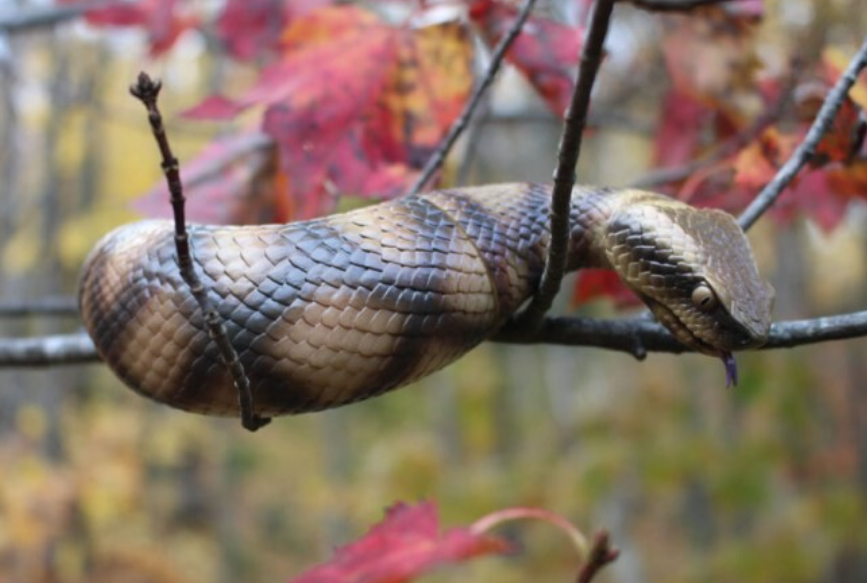 Chúng có thể trườn bò như rắn, nhưng cũng có khi di chuyển co thắt theo kiểu sâu đo.