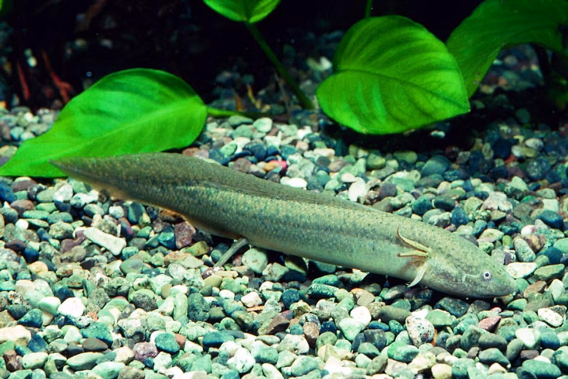 Trong quá trình sinh sản, một hoặc nhiều cá cái đẻ trứng trong hang bùn, cá đực sẽ canh gác ổ trứng. Khi trứng nở, cá con trông giống như nòng nọc với các mang ngoài, khi lớn hơn mới phát triển phổi và bắt đầu hít thở không khí. Ảnh: Aqualog.de.