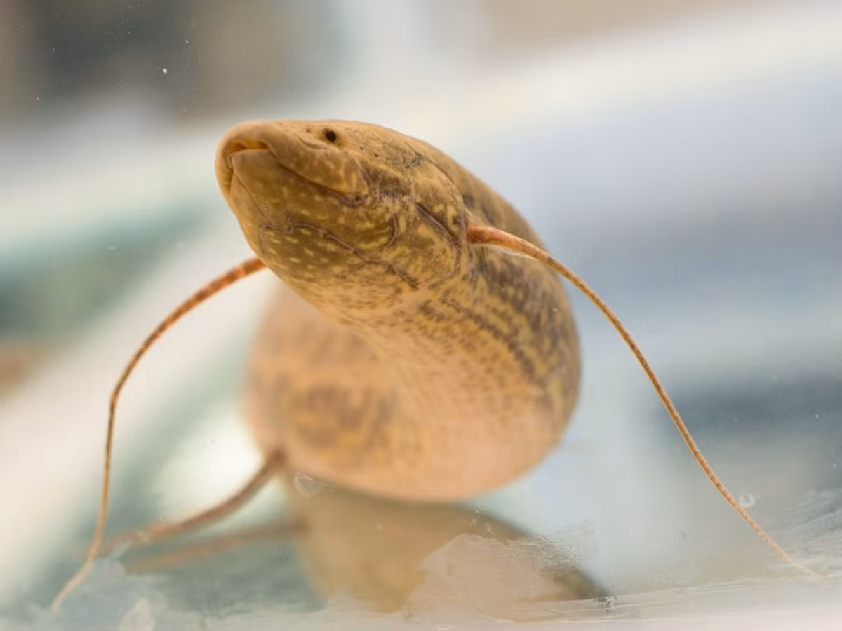 Đặc điểm nổi bật của cá phổi châu Phi là mang thoái hóa và một đoạn ruột của chúng có chức năng giống như phổi, chứa nhiều mạch máu nhỏ với thành mỏng. Máu chảy qua các mạch này có thể lấy được oxy từ không khí được nuốt vào trong phổi.